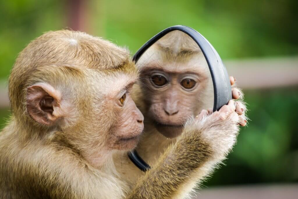 Mirror Reflection